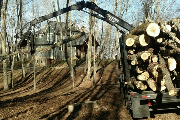 Tree removal waynesville nc