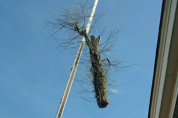 Tree removal waynesville nc