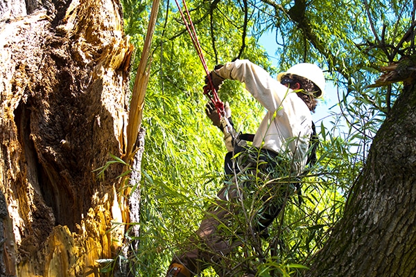 Tree trimming