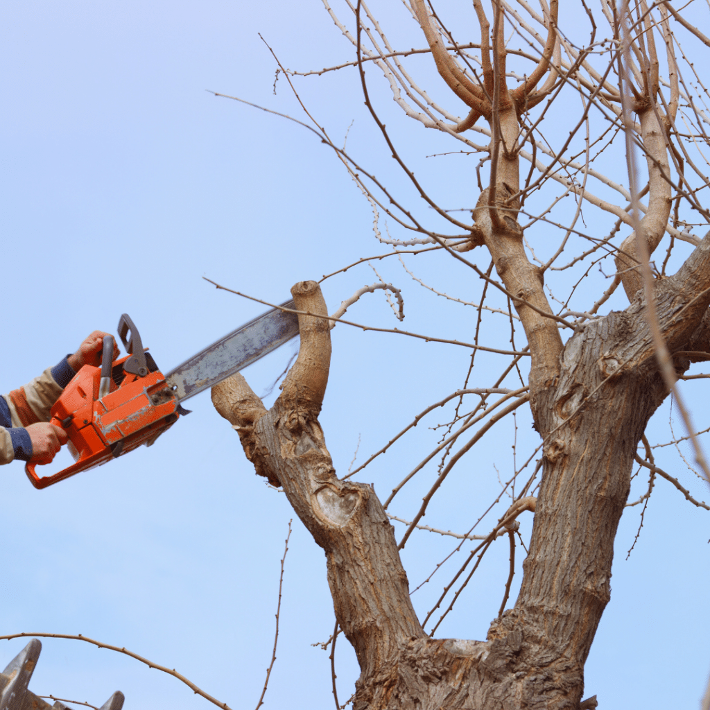 Tree removal waynesville nc