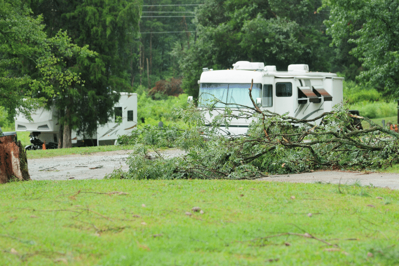 Tree service waynesville nc