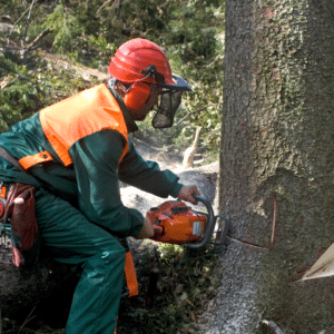 Tree service waynesville nc