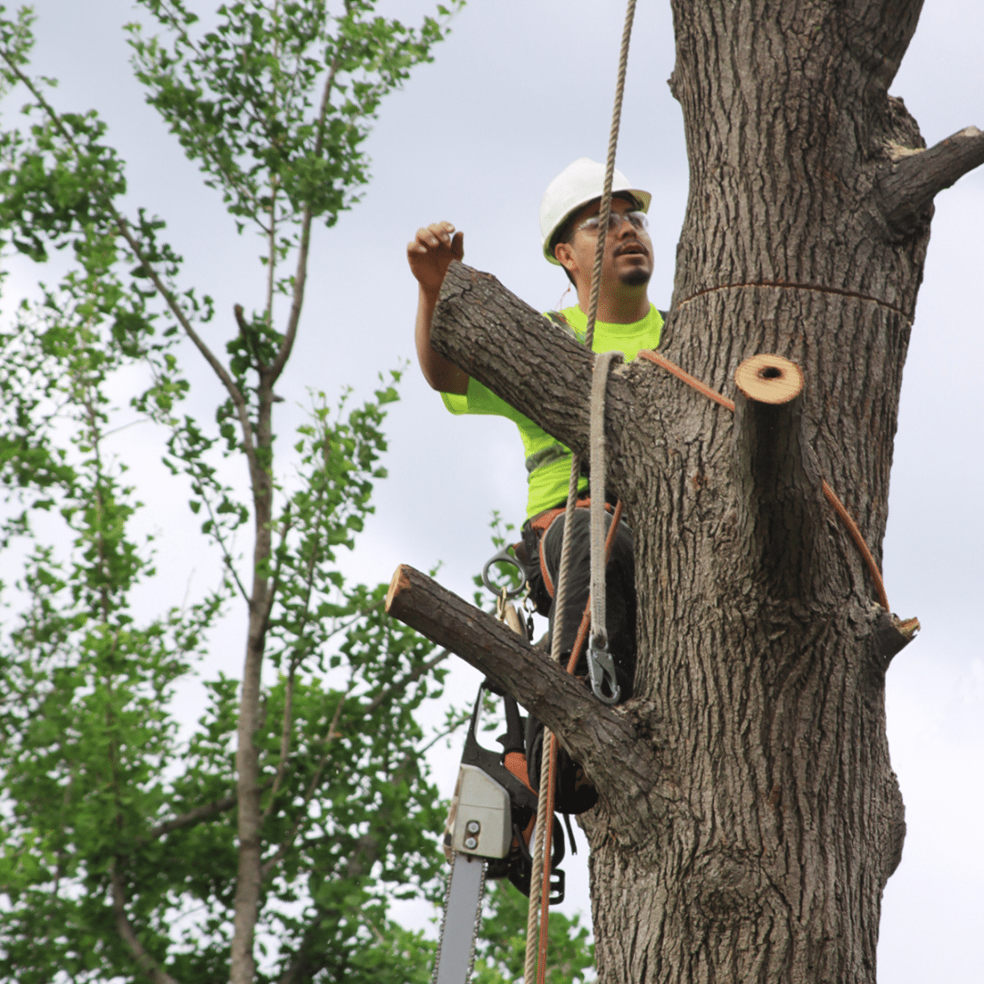 Tree removal waynesville nc