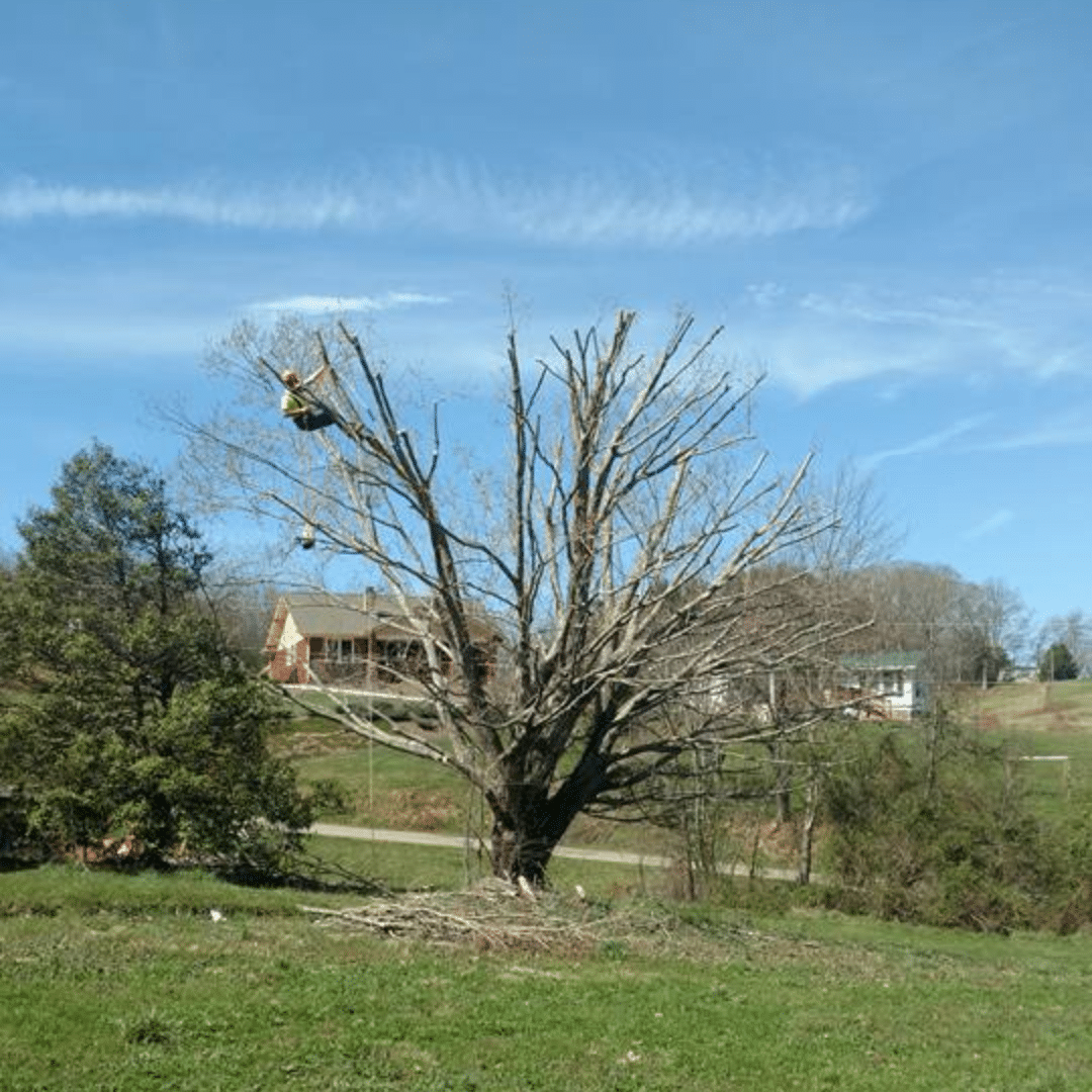 Tree removal waynesville nc